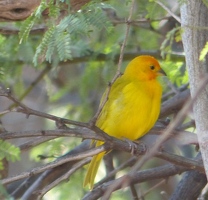 Saffron Finch